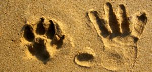 impronte zampa mano 670 320