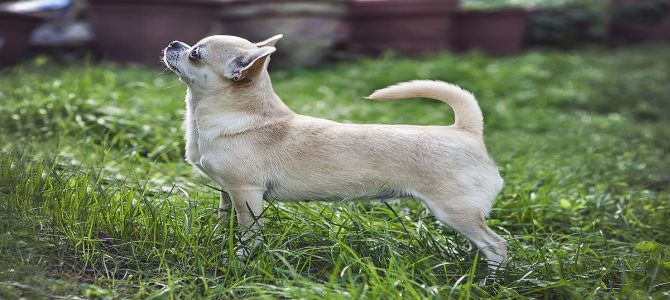 Slovacchi scoperti a vendere cani in centro a Milano