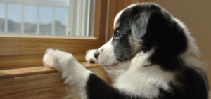 modofido ansia nel cane e1495017811365