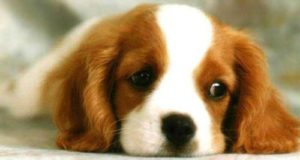 mondofido cane depresso 1 e1495638259737