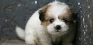 mondofido.it fobia del cane e1494419092540