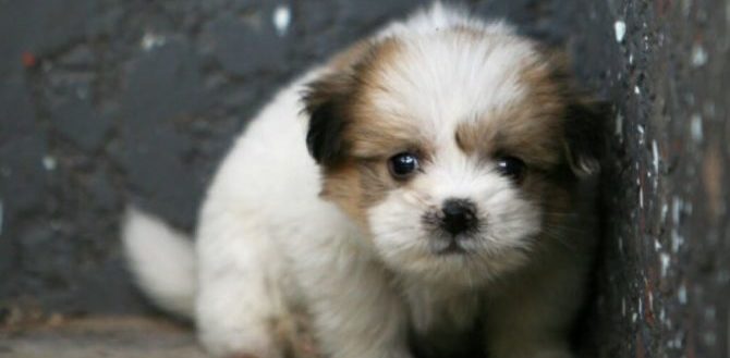 mondofido.it fobia del cane e1494419092540