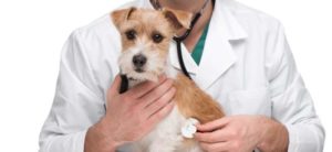 mondofido.it vet e1494082041218