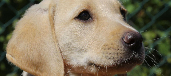 palatoschisi canina