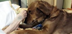 pet terapy 2 e1496210451451