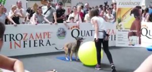 4zampeinfieraattività e1496297320183