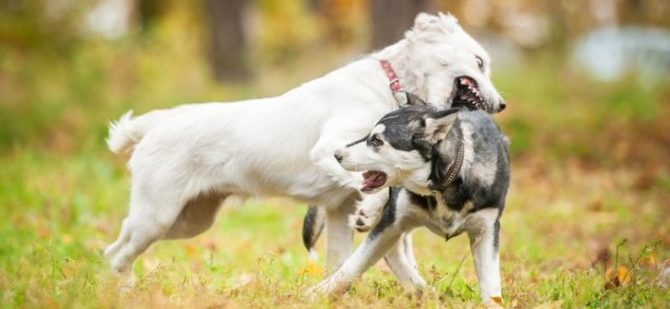 L’aggressione da irritazione e da paura