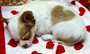 Mondofido cardiopatie 2