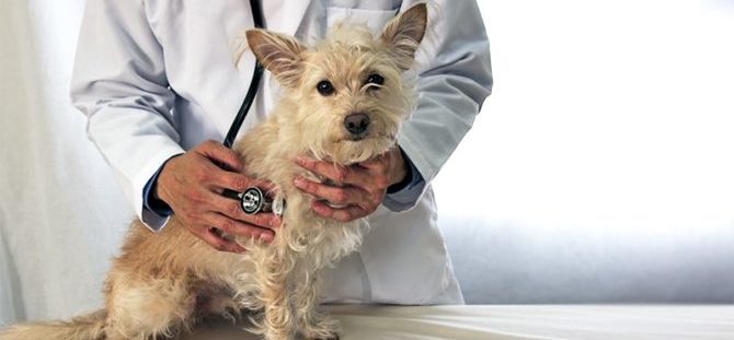 Mondofido cardiopatie e1497602898642