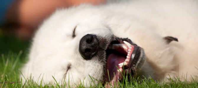 Colpo di sole nel cane: cause, sintomi e trattamento