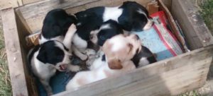 Mondofido cuccioli e1497014271268