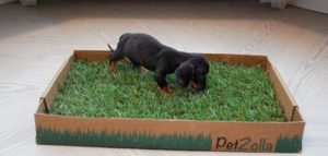 PetZolla e1498403123126