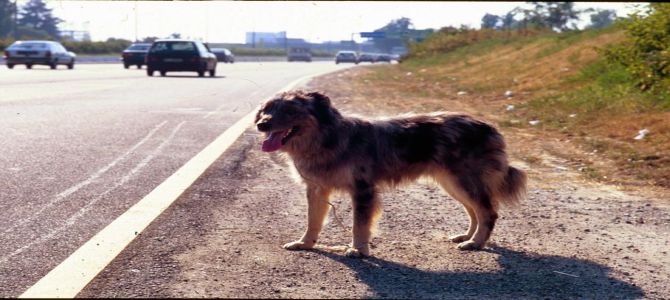 Enpa in piazza contro l’abbandono degli animali