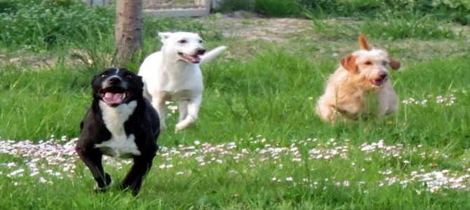 Apericena in favore dei cani più bisognosi