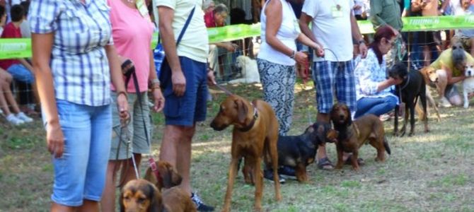 Domenica tutti a Bolano per una giornata dedicata ai cani