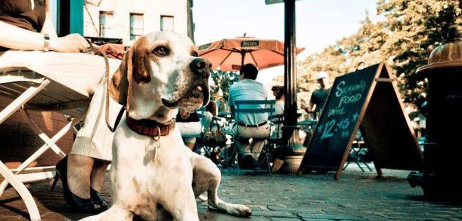 Cani negli esercizi pubblici una consuetudine che potrebbe scomparire.