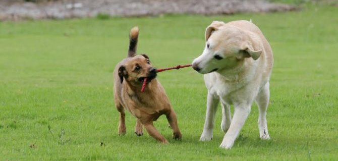 cani che giocano 1 e1496406489958