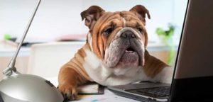cani in ufficio 3 e1498666022501