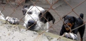 canile lager catania 2 e1496580048762