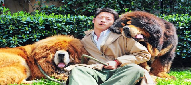 In Cina, permesso solo un cane per famiglia