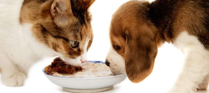 Dieta vegana bocciata dai padroni di cani e gatti