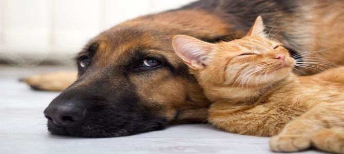 Il cane e il gatto possono essere amici?