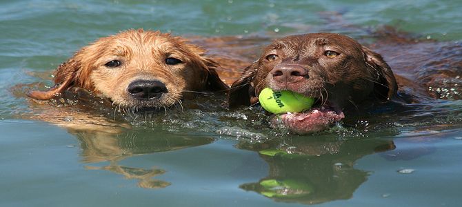 A Laigueglia tutto è pronto per ospitare Fido & Co