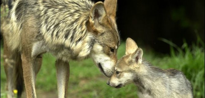 Il lupo non è ancora fuori pericolo.