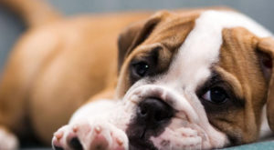 mondofido Tetralogia di Fallot e1498828206617