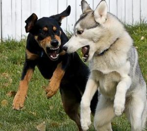 mondofido agggressività 2 e1497431944737