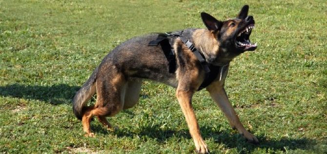 L’aggressività nel cane – Aggressione predatoria