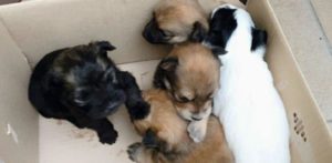 mondofido cani abbandonati caltagirone cop e1498128676330