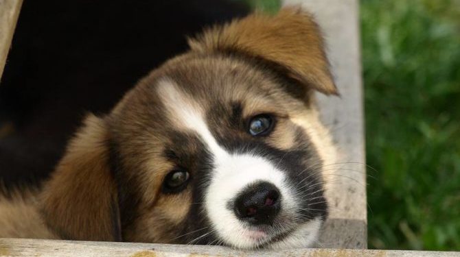 mondofido cucciolo 3 e1496380462875