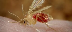 mondofido leishmaniosi