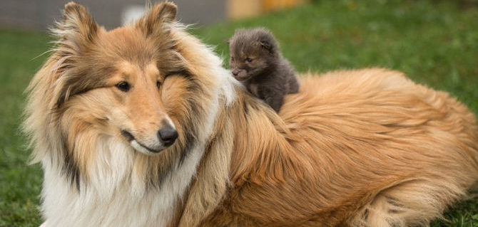 Comportamento materno e aggressività del cane