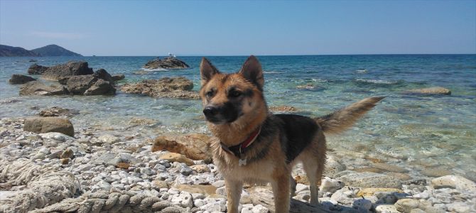 Cani in spiaggia? In Liguria spesso è sì