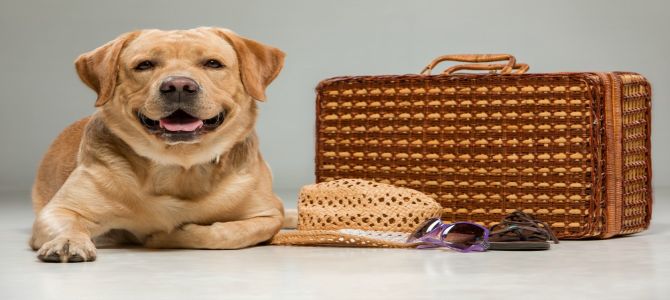 In vacanza con Fido? Ecco le città che lo ospitano