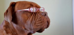 Cane Occhiali e1498949771736