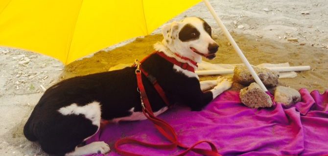 Cani in spiaggia ombrellone e1501222097721