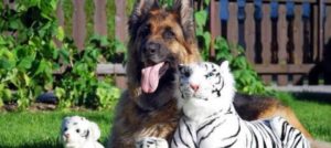 Mondofido gravidanza isterica