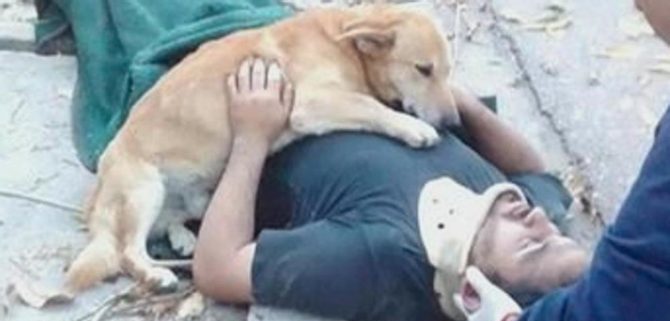 Una prova di empatia: il proprietario cade dalla scala e il suo cane lo abbraccia fino all’arrivo dei soccorsi.