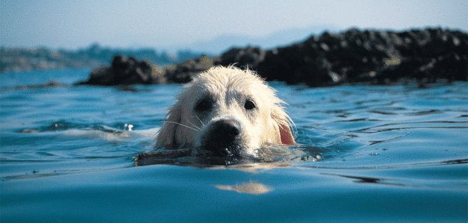 Sole, mare, splash. Piccoli semplici passi per insegnare a nuotare al nostro cane