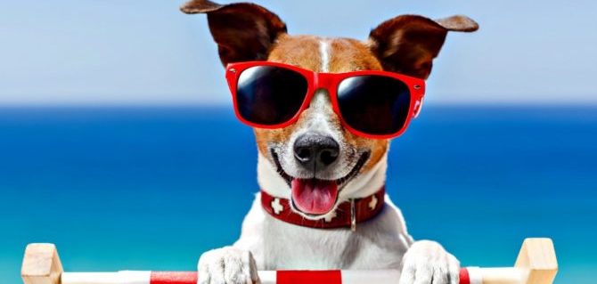 Cane in spiaggia, piccole e semplici regole per una vacanza rilassante e in sicurezza.