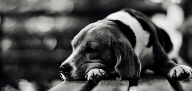 cane isolato e1500615732149