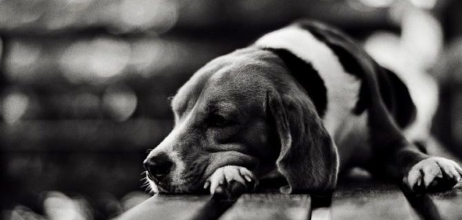 Lasciare il cane da solo in giardino è reato d’abbandono.