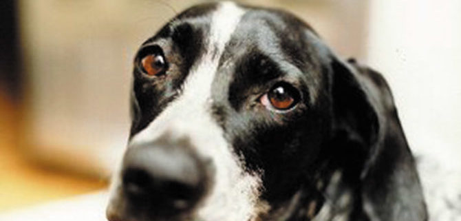cane offeso e1500876273306