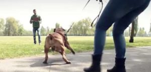 cane problematico e1500443219790