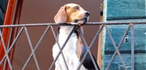 cane recizione e1500961380382