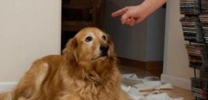 cane sgridato e1500020547308