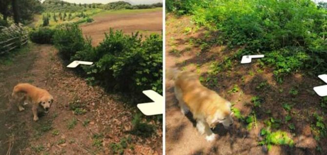 Cane curioso si fa fotografare nelle streetview di tutto un paese.